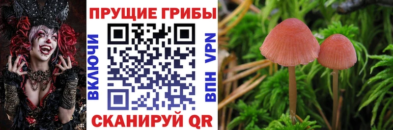 Псилоцибиновые грибы Cubensis  Чишмы 